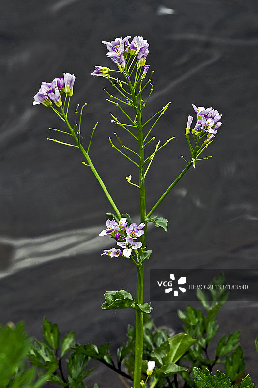 加泰罗尼亚盛开的碎米荠图片素材