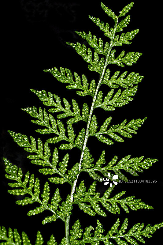 加泰罗尼亚的脆囊蕨叶子细节，西班牙图片素材