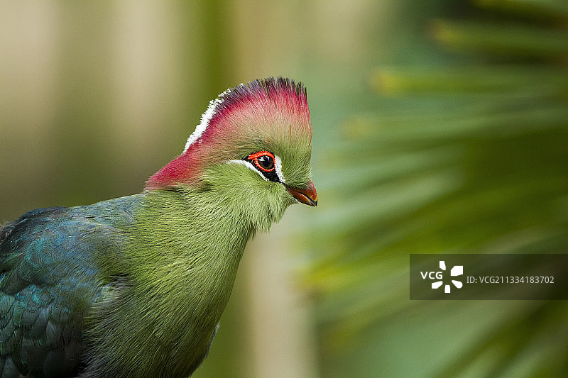 杜埃拉方丹动物园图片素材
