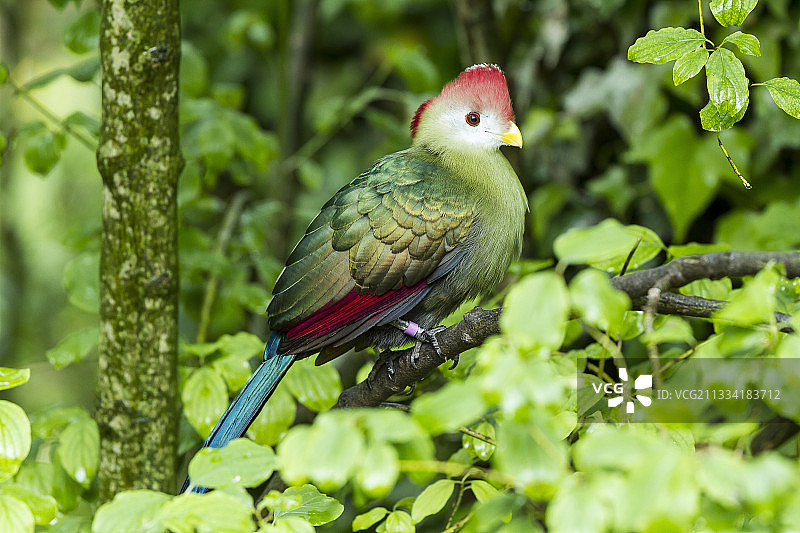 杜埃拉方丹动物园图片素材