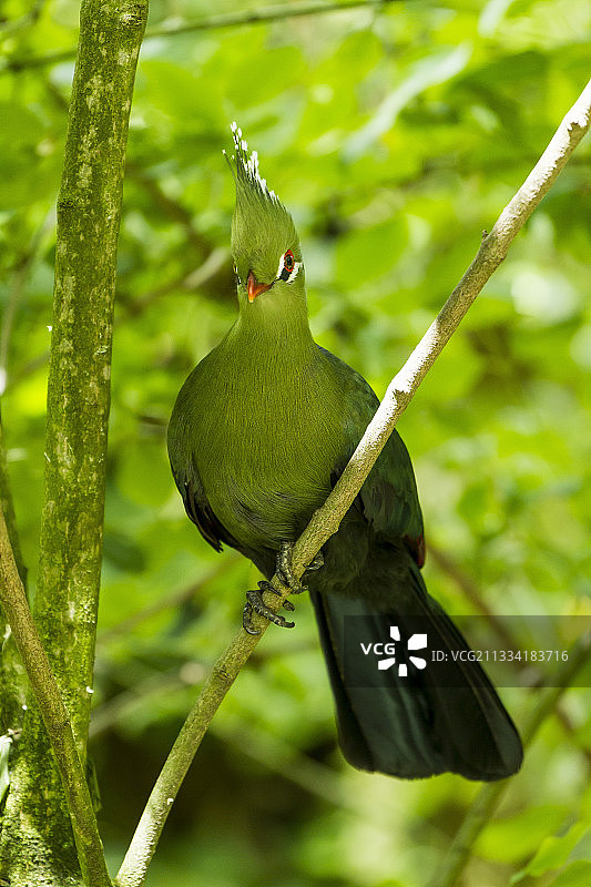 杜埃拉方丹动物园图片素材