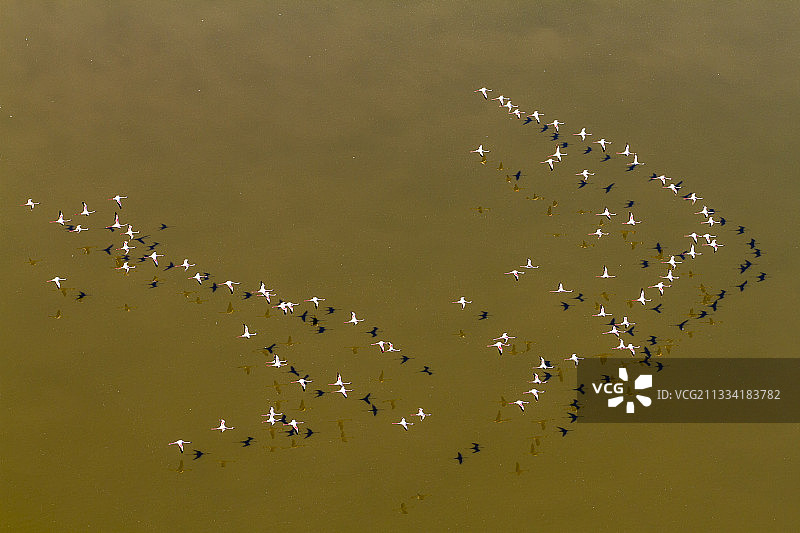 飞行中的小红鹳 - 肯尼亚马加迪湖图片素材