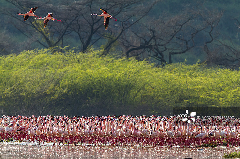 肯尼亚博戈里亚湖的小红鹳群落图片素材
