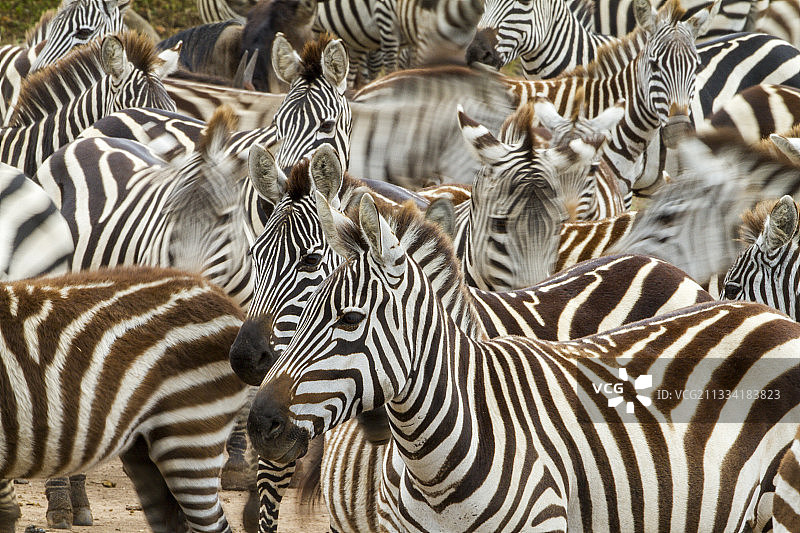 马拉河岸边的格氏斑马 - 马赛马拉图片素材