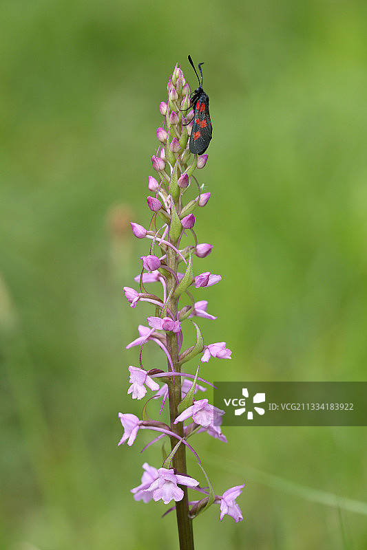 红草与香花：法国阿基坦图片素材