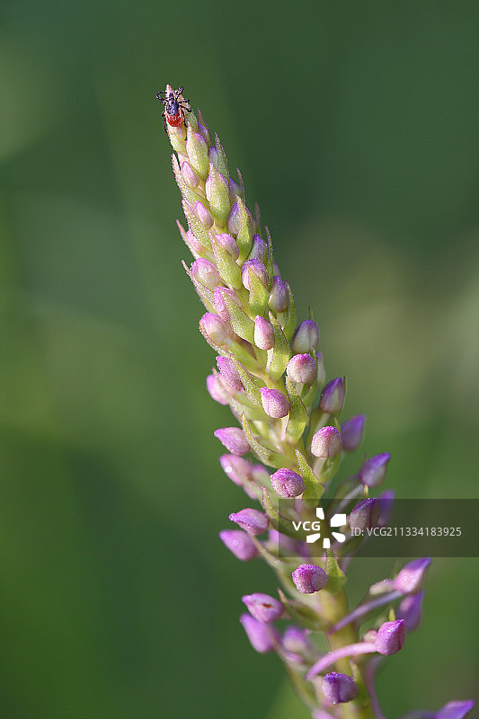 羊蜱在芬芳的兰花花-法国阿基坦图片素材