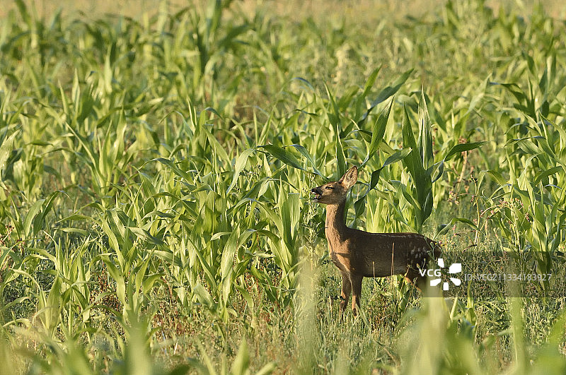勃艮第法国玉米地里的小鹿色狍图片素材