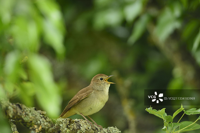 在树枝上唱歌的红褐夜莺 - 法国勃艮第图片素材
