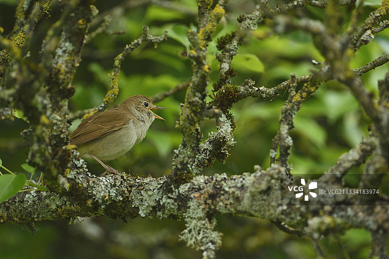 在树枝上唱歌的红褐夜莺 - 法国勃艮第图片素材