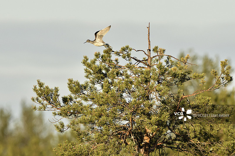 芬兰：绿脚鹬飞离松树图片素材