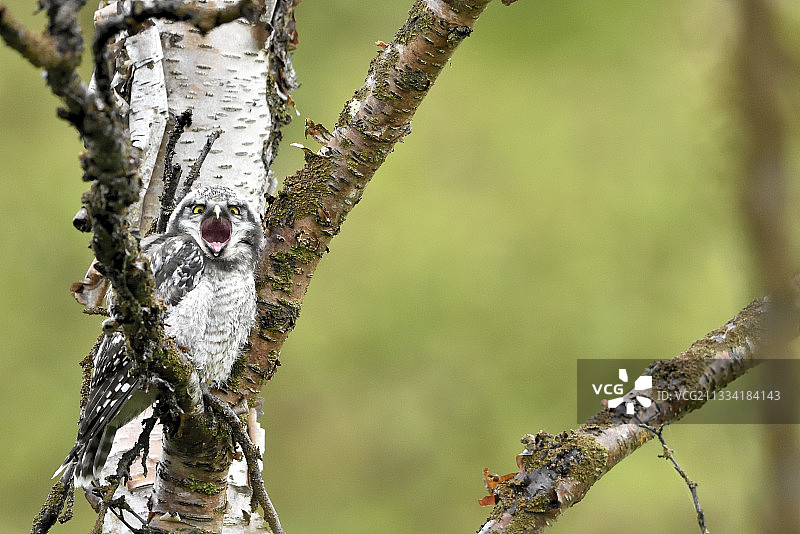栖息在树枝上的北方鹰鸮 - 瓦朗厄尔挪威图片素材