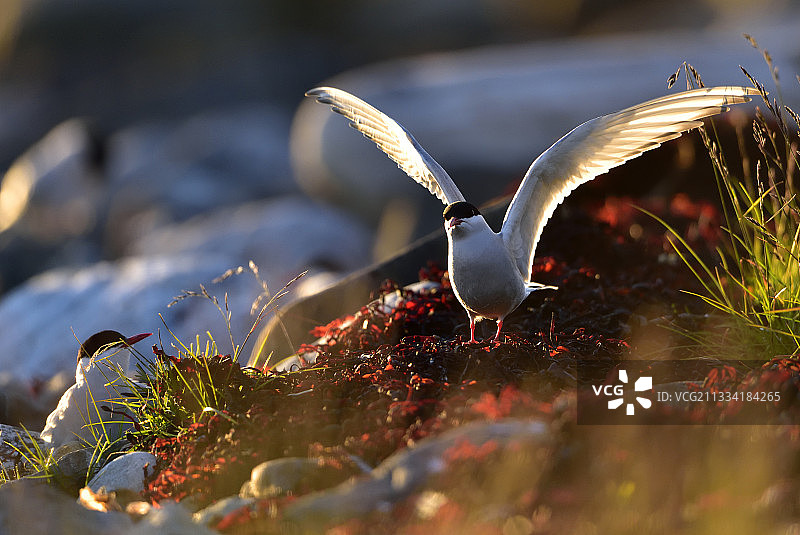 正在觅食的北极燕鸥-挪威瓦朗厄尔图片素材