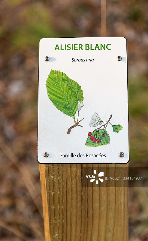 森林树木种类标识牌图片素材