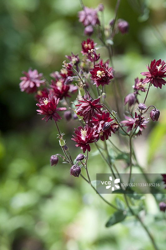 红宝石波特耧斗菜图片素材