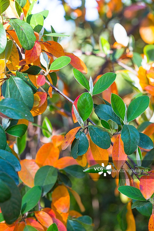铺地蜈蚣，普罗旺斯，法国图片素材