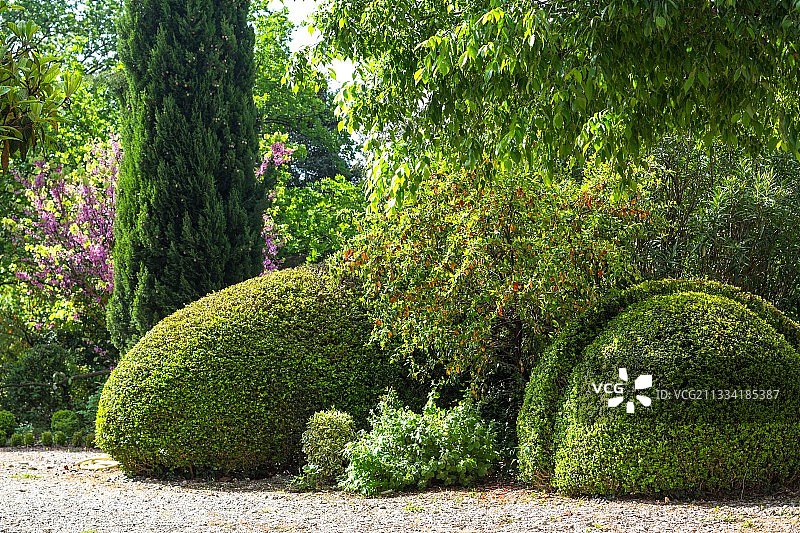 法国普罗旺斯地区的百年老树、栒子、柏树和朴树图片素材