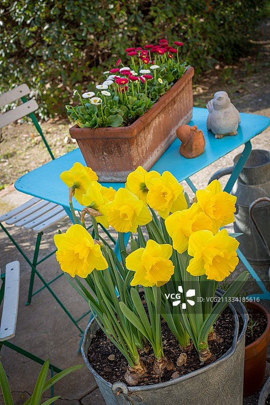 水仙花和雏菊，普罗旺斯，法国图片素材