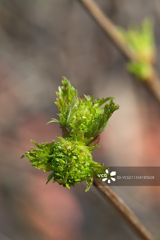 法国普罗旺斯地区的荚蒾嫩枝图片素材