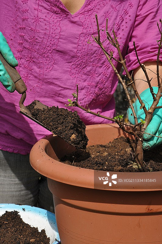 清洁并重新栽种蜂鸟倒挂金钟图片素材