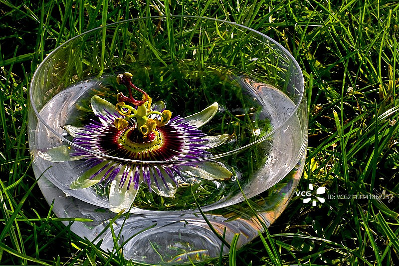 蓝色西番莲，水中花，西班牙加泰罗尼亚比利牛斯山图片素材