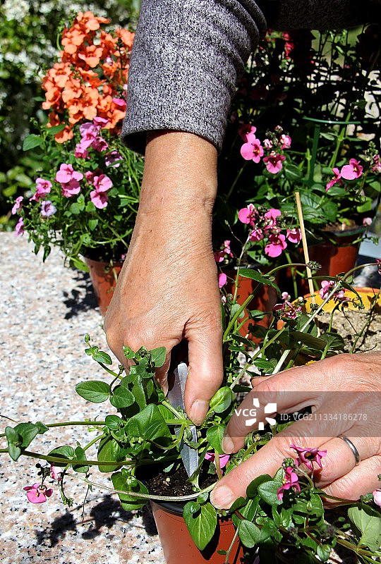 双距花扦插步骤图片素材