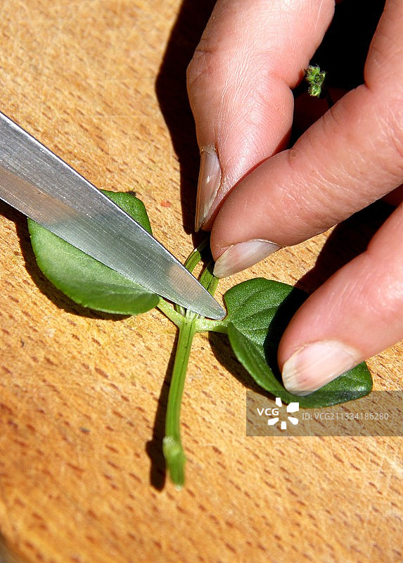 双距花扦插步骤图片素材