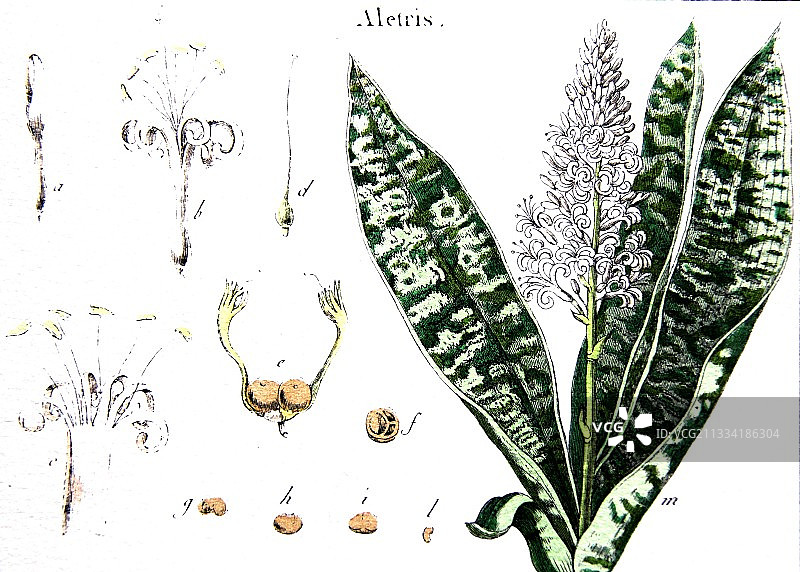 粉条儿菜植物板绘图片素材