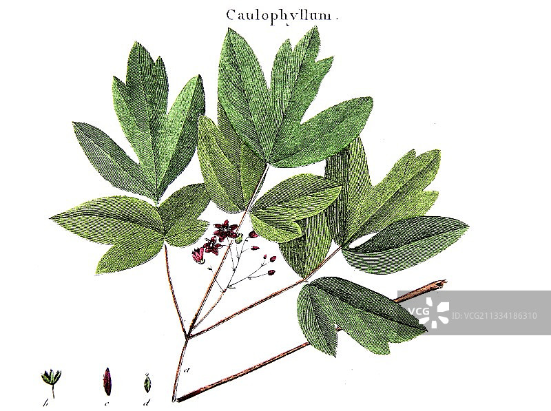 蓝果的植物板绘图图片素材