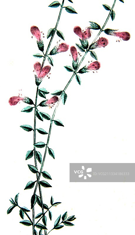 猫薄荷植物板绘图片素材