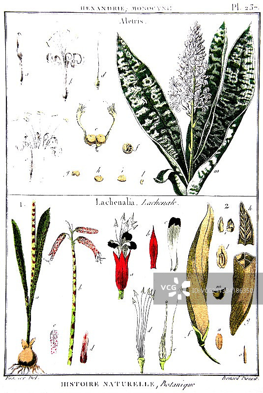 植物画板：百合和拉赫纳利图片素材