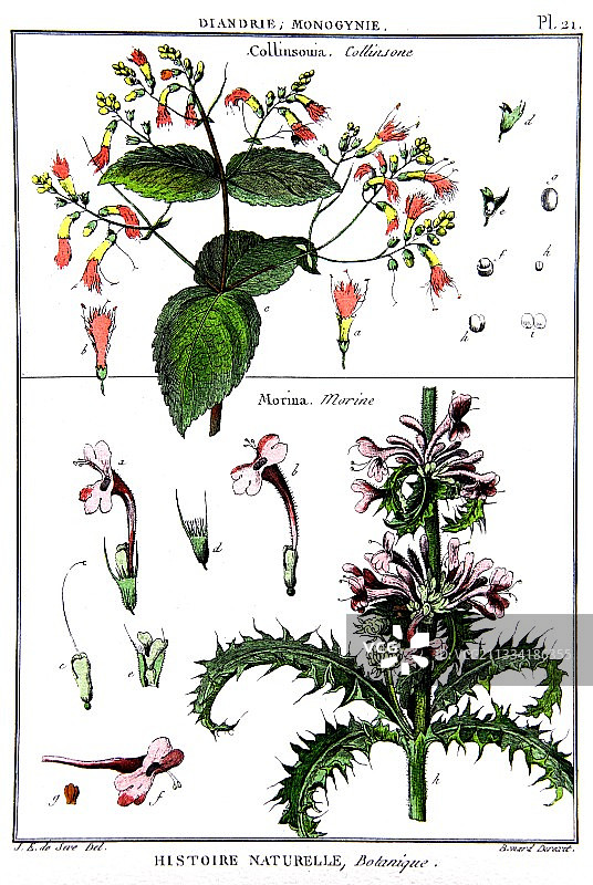 Collinsonia和Morina植物绘图图片素材