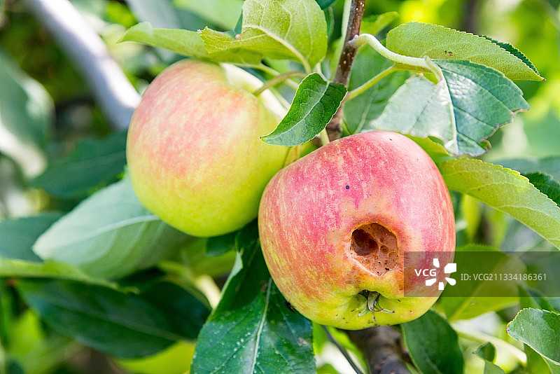 夏季被虫子侵扰的德尔巴苹果图片素材