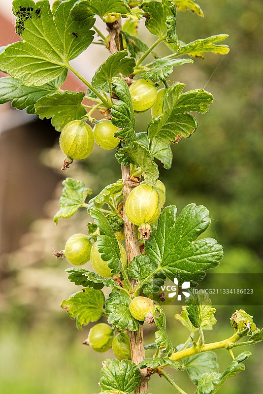 花园里的醋栗树图片素材