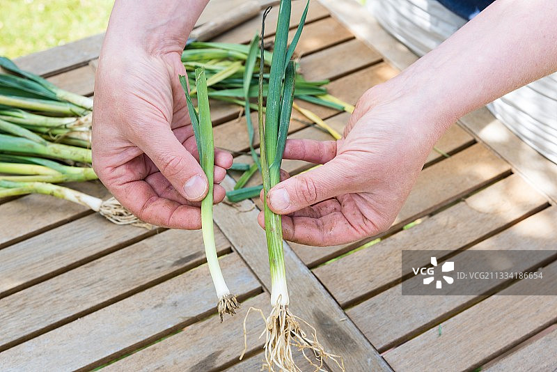 准备移栽冬季韭葱图片素材
