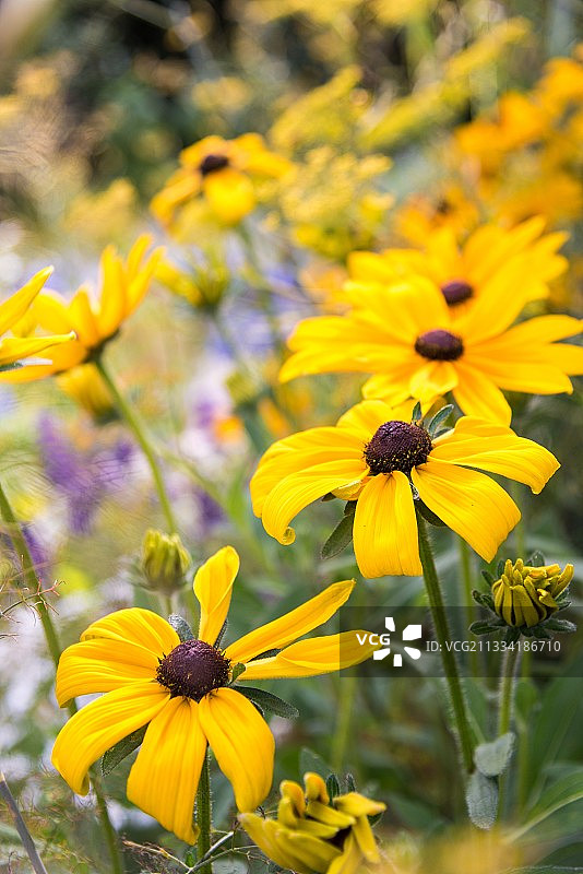 花园中盛开的黑眼苏珊“印第安夏日”图片素材