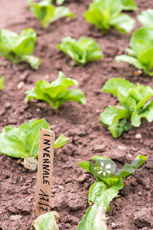 冬季菜园生菜图片素材