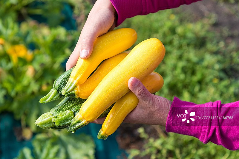 厨房花园里收获的金色和绿色小胡瓜图片素材