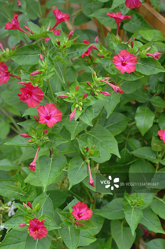 花园中盛开的紫茉莉图片素材