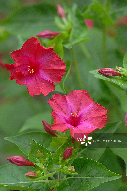 花园中盛开的紫茉莉图片素材