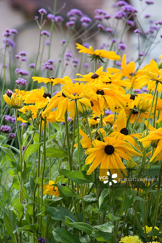 金光菊，花园花卉和繁荣的房屋，法国阿尔萨斯图片素材