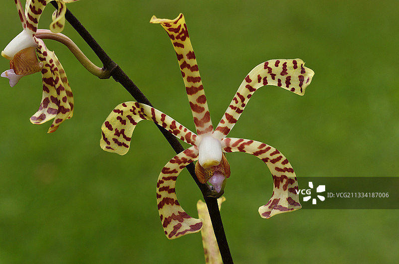 蜘蛛兰、蝎子兰与杂交兰花（尊Laycock于1950年培育）图片素材