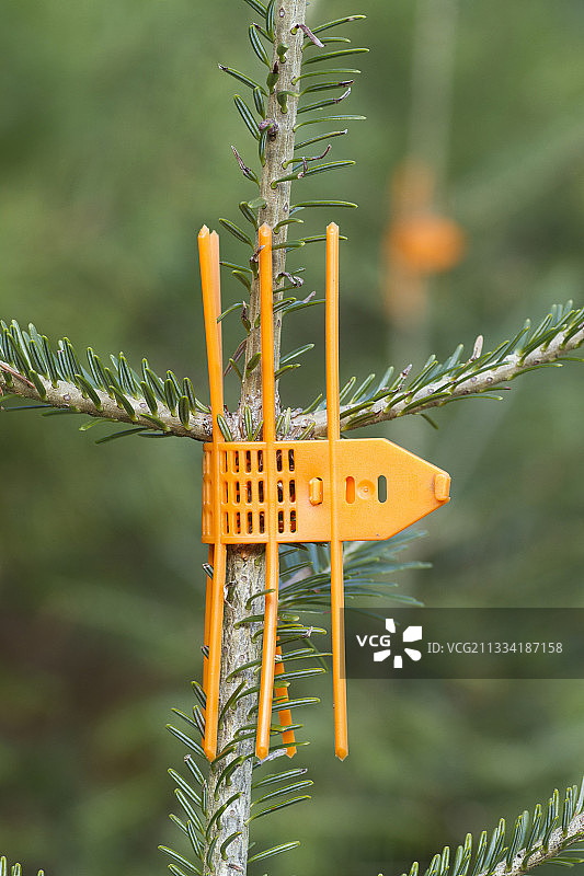 用于保护银杉幼苗顶芽的镊子图片素材