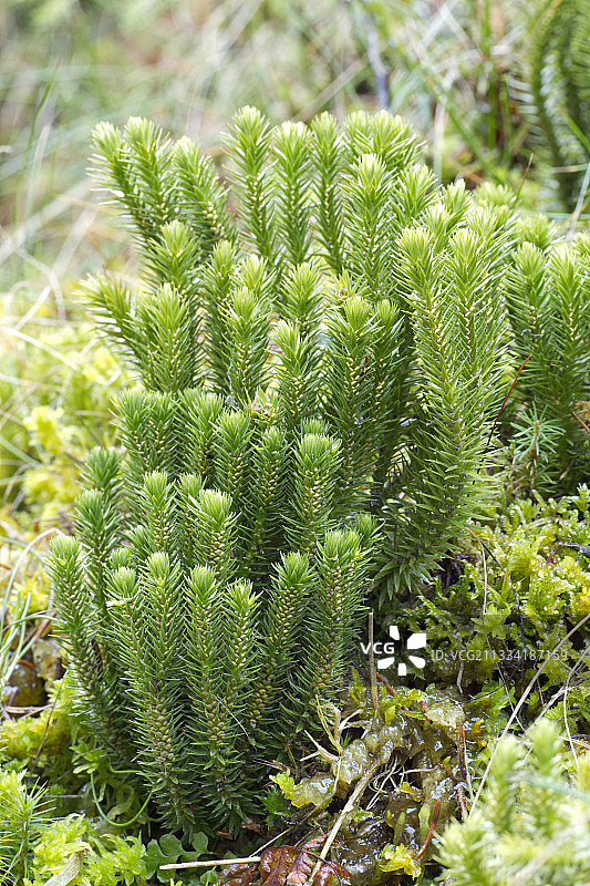 法国阿尔萨斯巴-莱茵地区的杉树图片素材