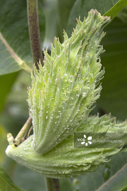 普通马利筋果实图片素材