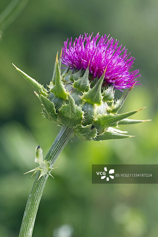 水飞蓟花图片素材