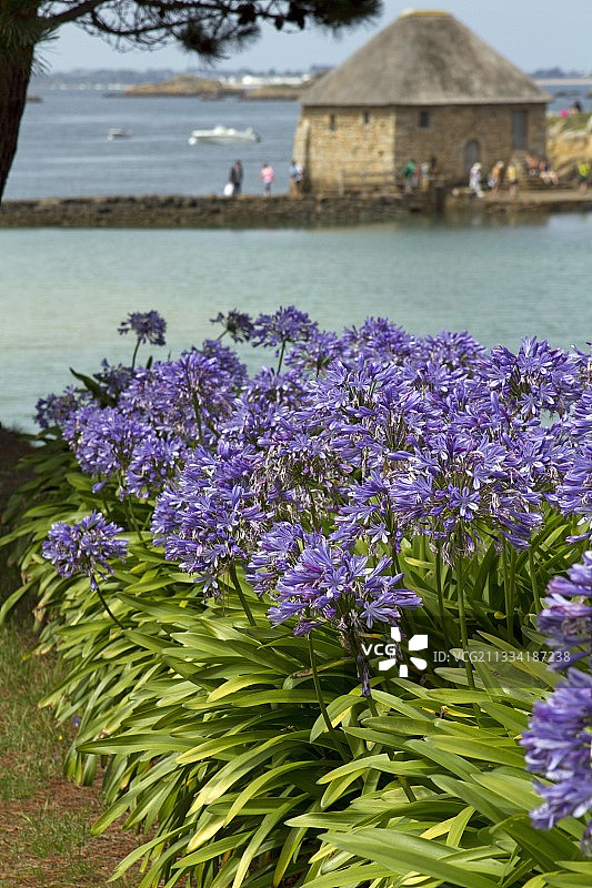 法国布雷阿岛花园中盛开的百子莲图片素材
