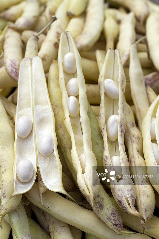 法国布列塔尼潘波勒菜豆图片素材