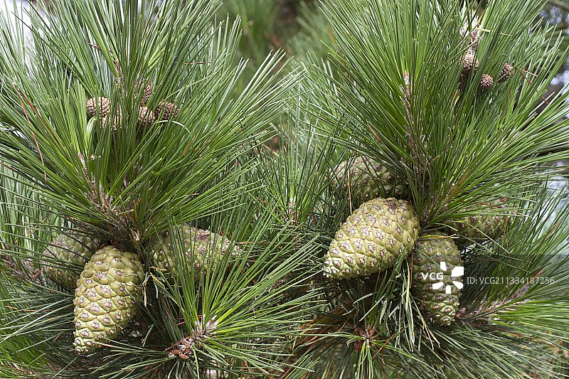 雷扎德里约的蒙特雷松树球果图片素材