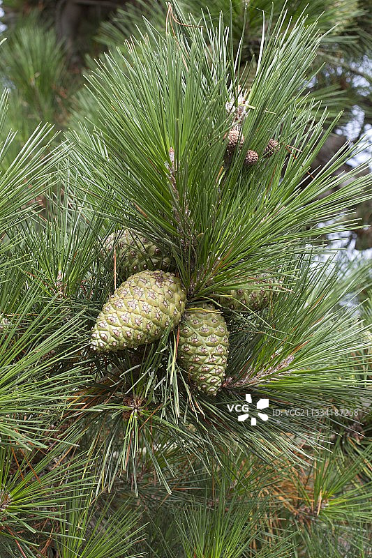 雷扎德里约的蒙特雷松树球果图片素材