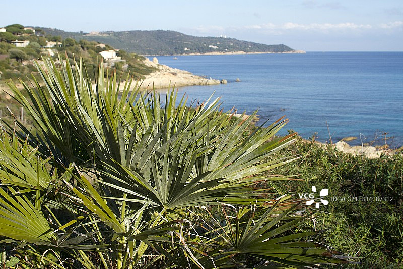 法国瓦尔角塔亚的欧洲棕榈图片素材